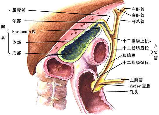 括约肌_oddi括约肌_搬文 海绵体大战括约肌