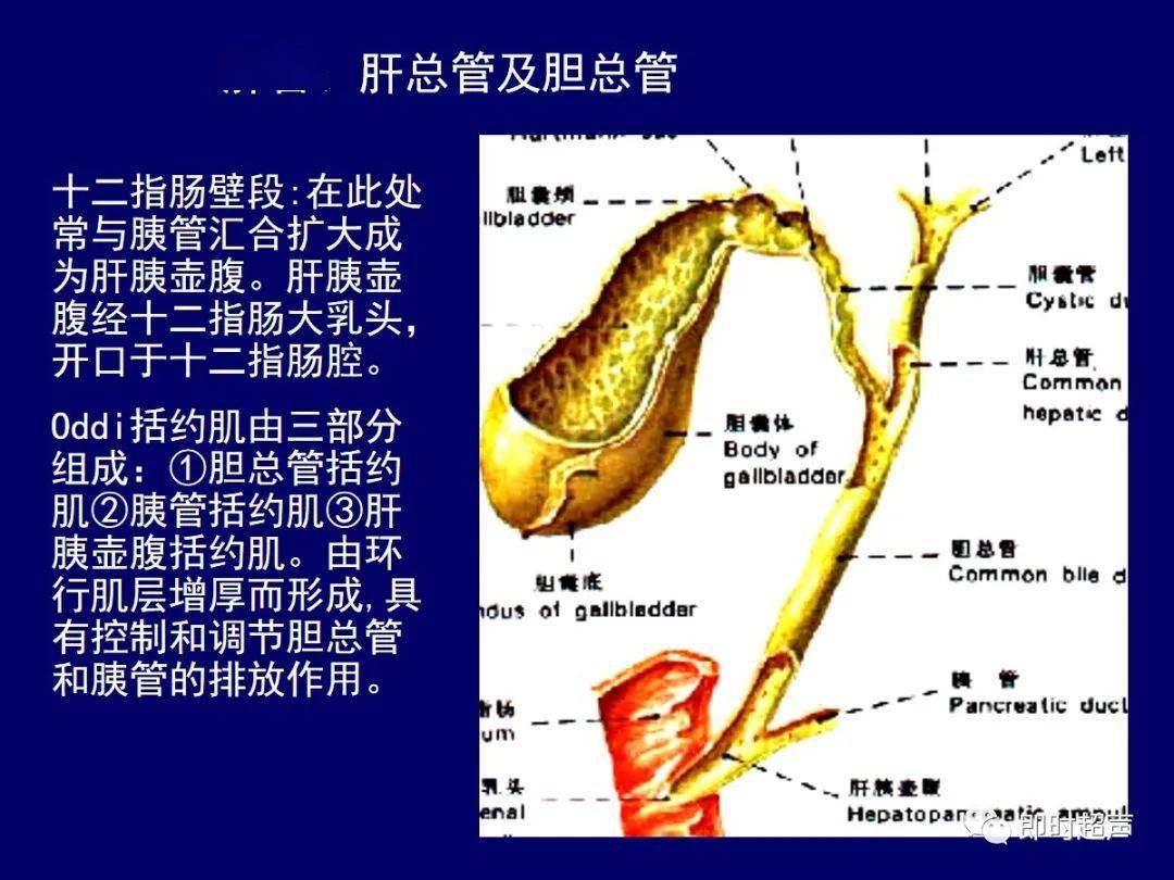 oddi括约肌_搬文 海绵体大战括约肌_括约肌