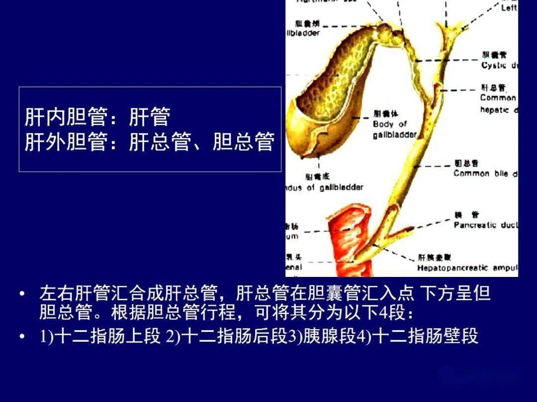 搬文 海绵体大战括约肌_oddi括约肌_括约肌