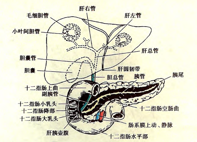 括约肌_oddi括约肌_搬文 海绵体大战括约肌