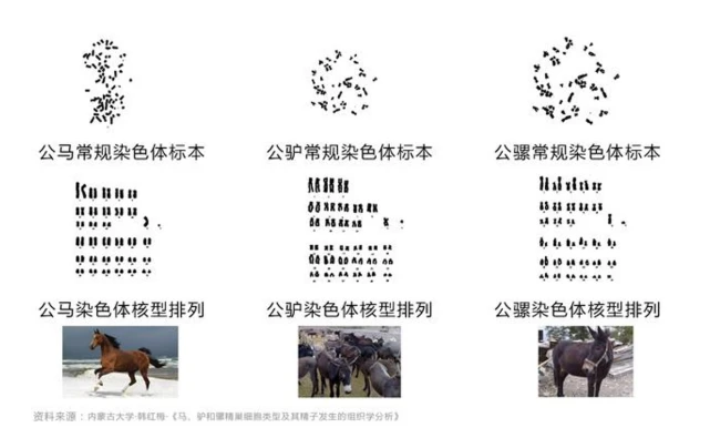 世界动物繁殖_动物繁殖马交配 迅雷下载_动物界的繁殖方法