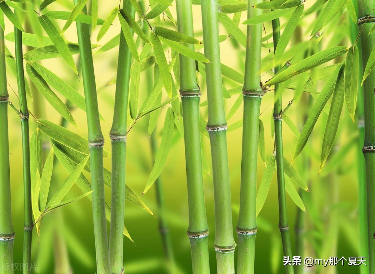 动物繁殖学_动物自然繁殖_动物界的繁殖方法