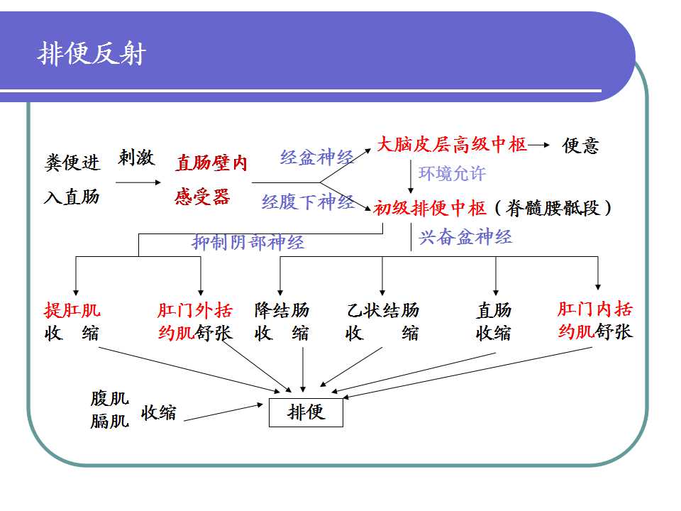 括约肌大战海绵体txt_oddi括约肌_括约肌