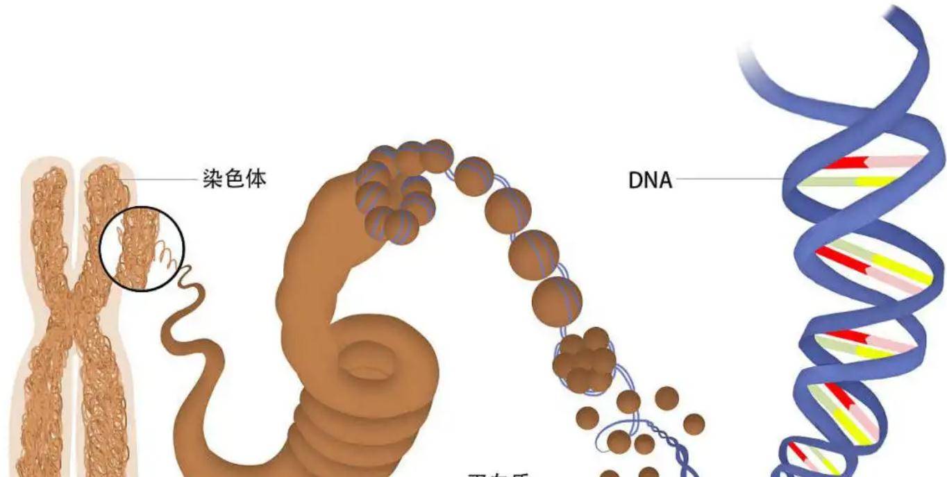 动物界的繁殖方法_繁殖方式不同的动物_动物自然繁殖