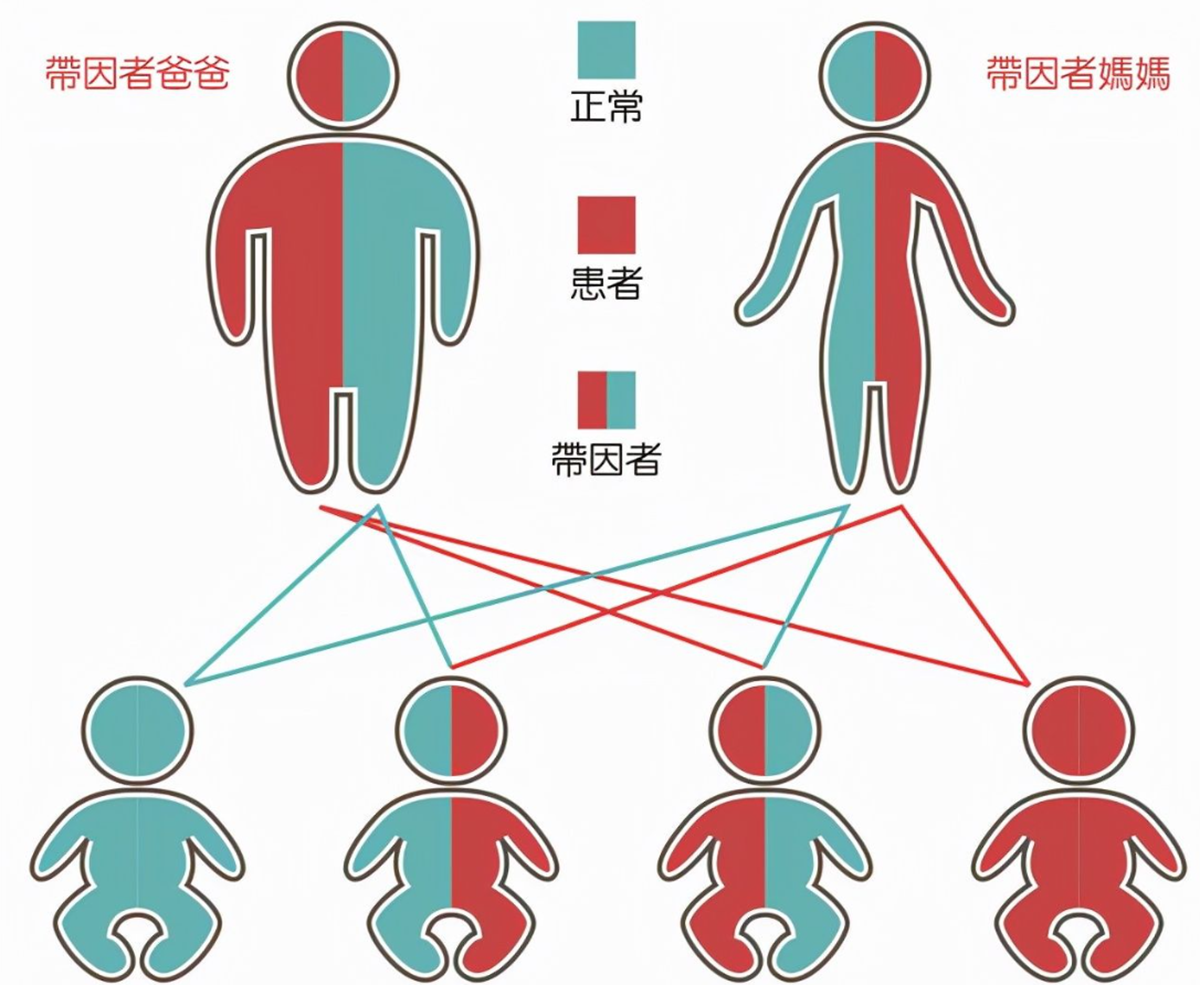 繁殖方式不同的动物_动物界的繁殖方法_动物自然繁殖