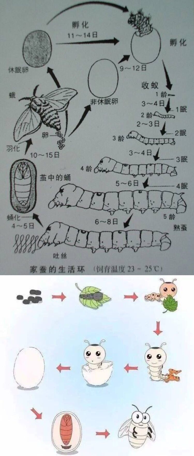 蚕的生长过程_蚕的生长变化过程视频_蚕的生长变化教案