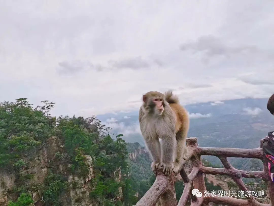 张家界旅游攻略自由行三天_从黄石到杭州三天旅游攻略_昆明三天旅游攻略