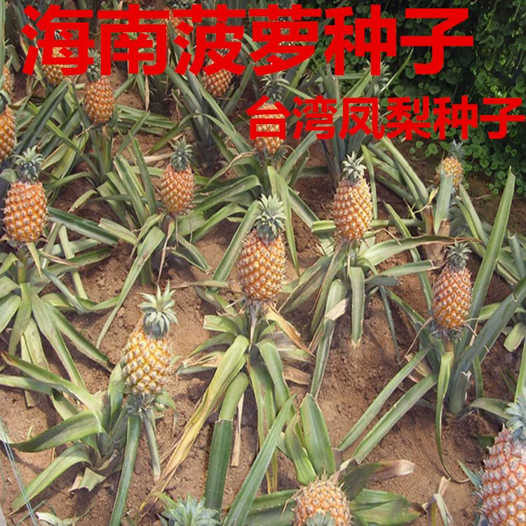 苹果核战记2_苹果核战记1_果核