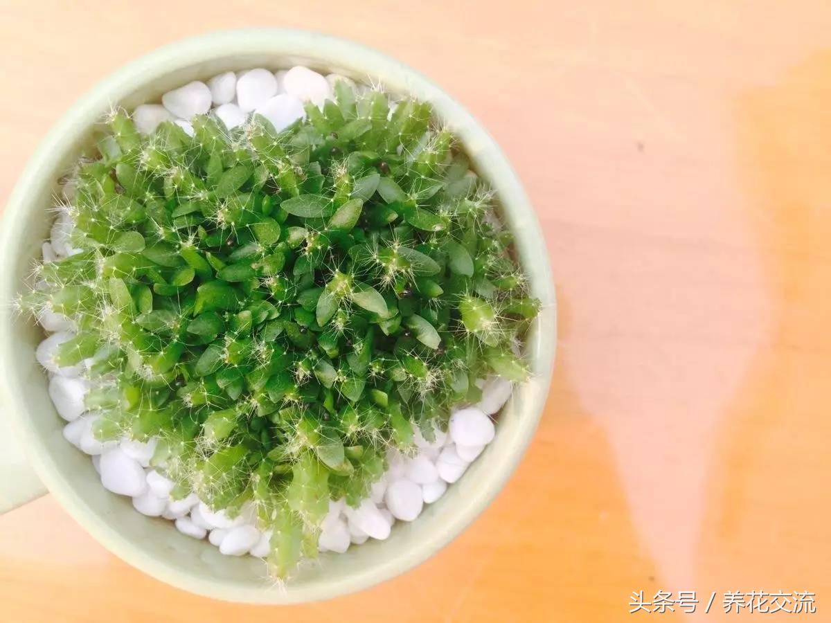 截获芒果果核象甲新闻_果核_截获芒果果核象甲