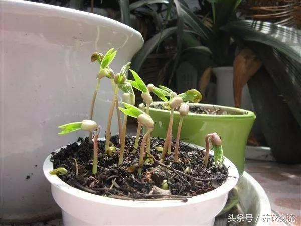 果核_截获芒果果核象甲_截获芒果果核象甲新闻