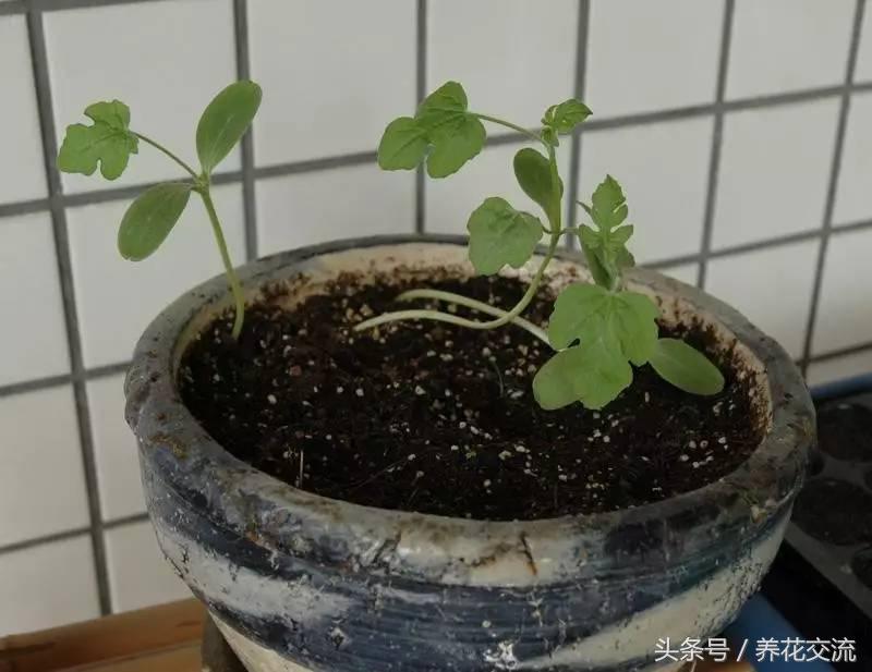 截获芒果果核象甲_截获芒果果核象甲新闻_果核